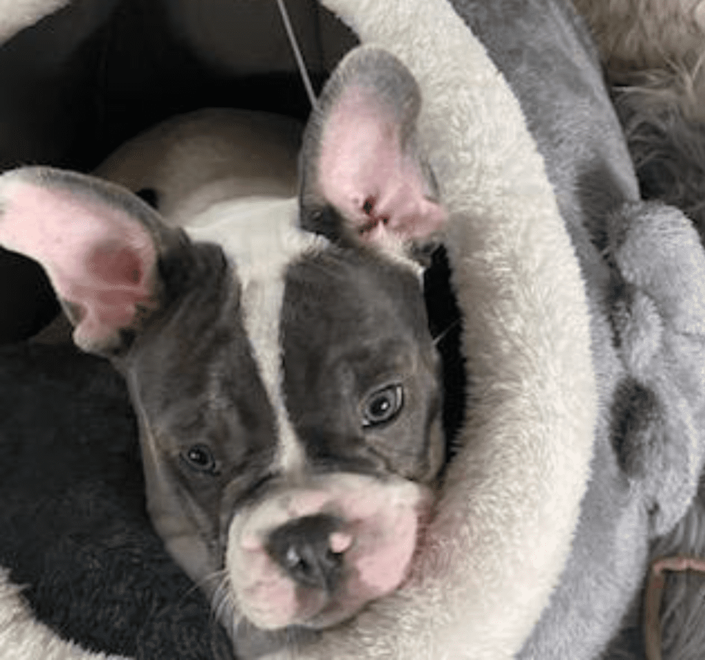 Ziggy Blue Pied French Bulldog Male | Ready May 17th, 2023