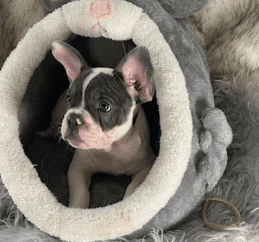 Ziggy Blue Pied French Bulldog Male | Ready May 17th, 2023