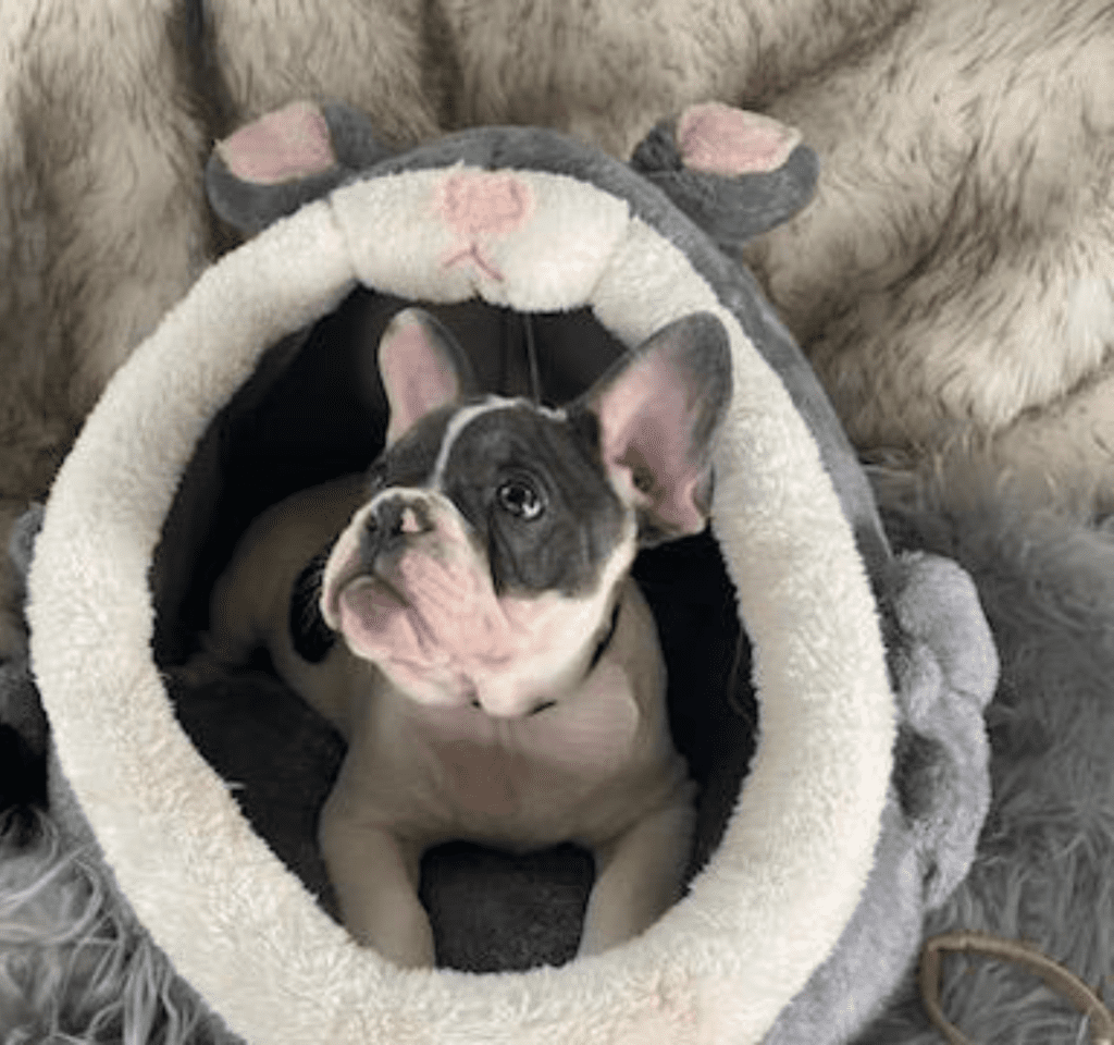 Ziggy Blue Pied French Bulldog Male | Ready May 17th, 2023