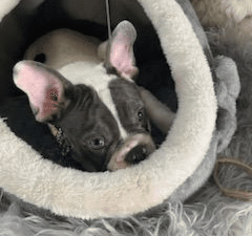 Ziggy Blue Pied French Bulldog Male | Ready May 17th, 2023