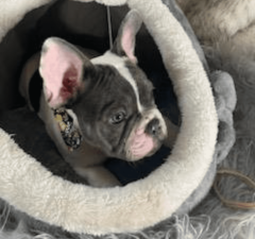 Ziggy Blue Pied French Bulldog Male | Ready May 17th, 2023