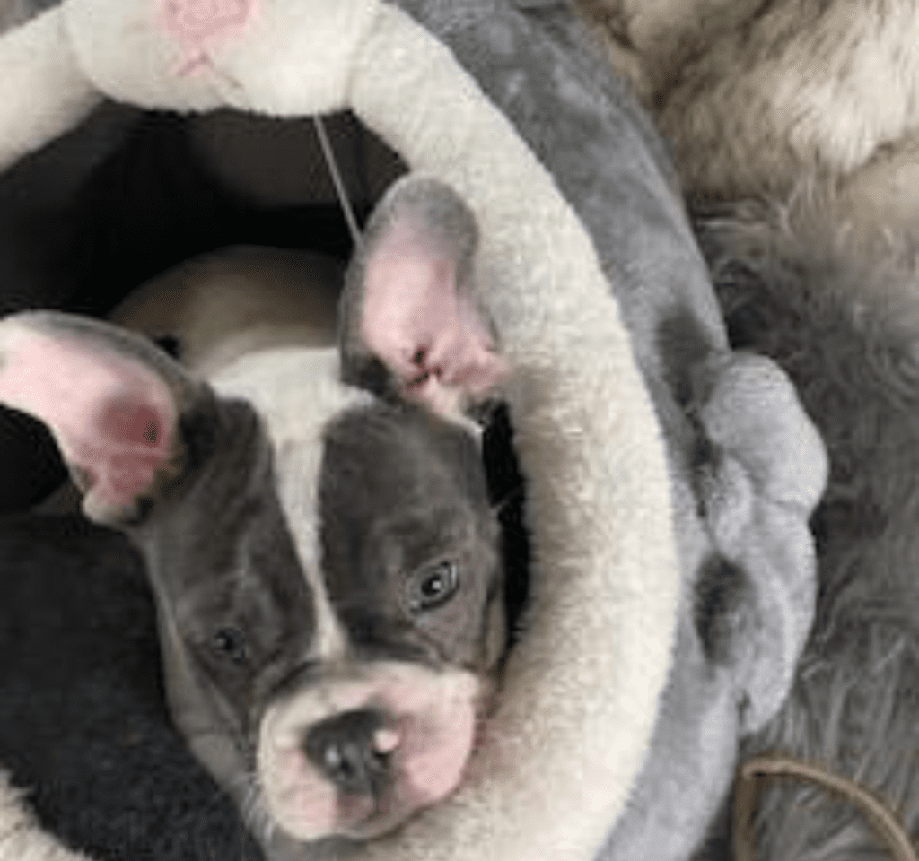 Ziggy Blue Pied French Bulldog Male | Ready May 17th, 2023