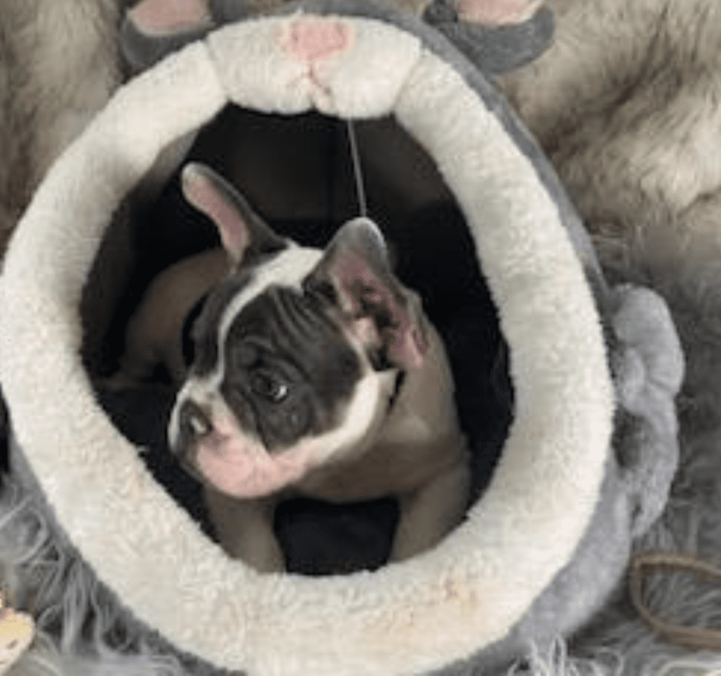 Ziggy Blue Pied French Bulldog Male | Ready May 17th, 2023