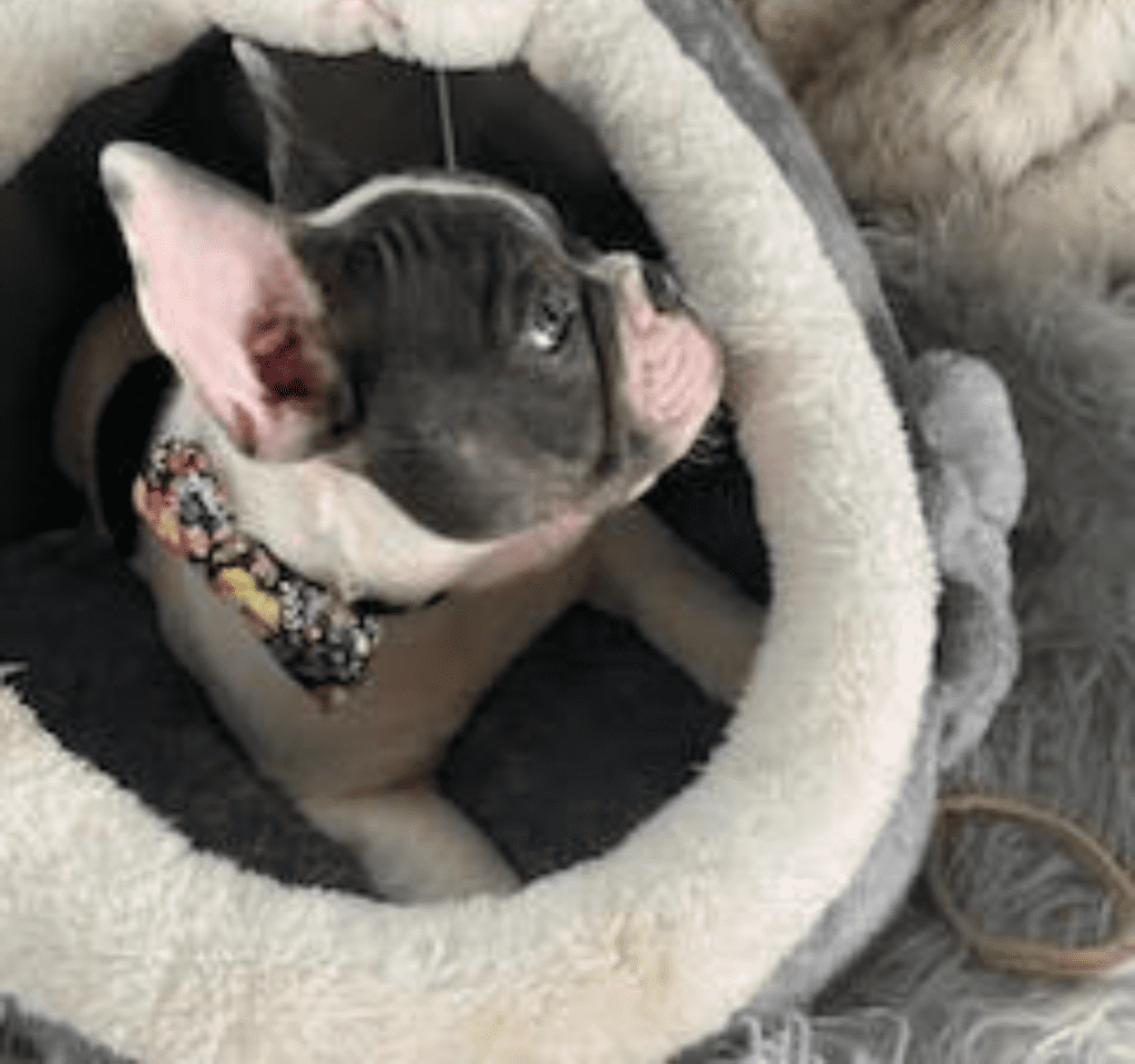 Ziggy Blue Pied French Bulldog Male | Ready May 17th, 2023