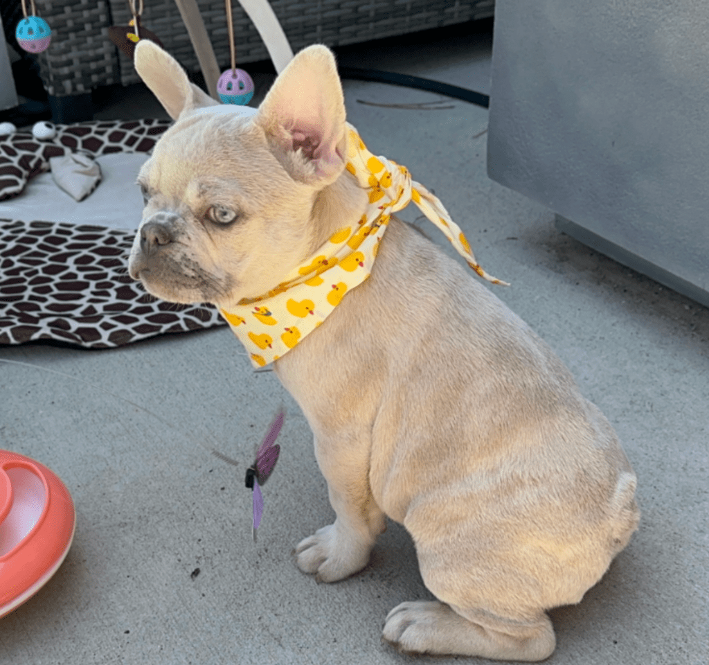 Sanford Lilac Fawn Merle French Bulldog Male | Born March 2nd 2023