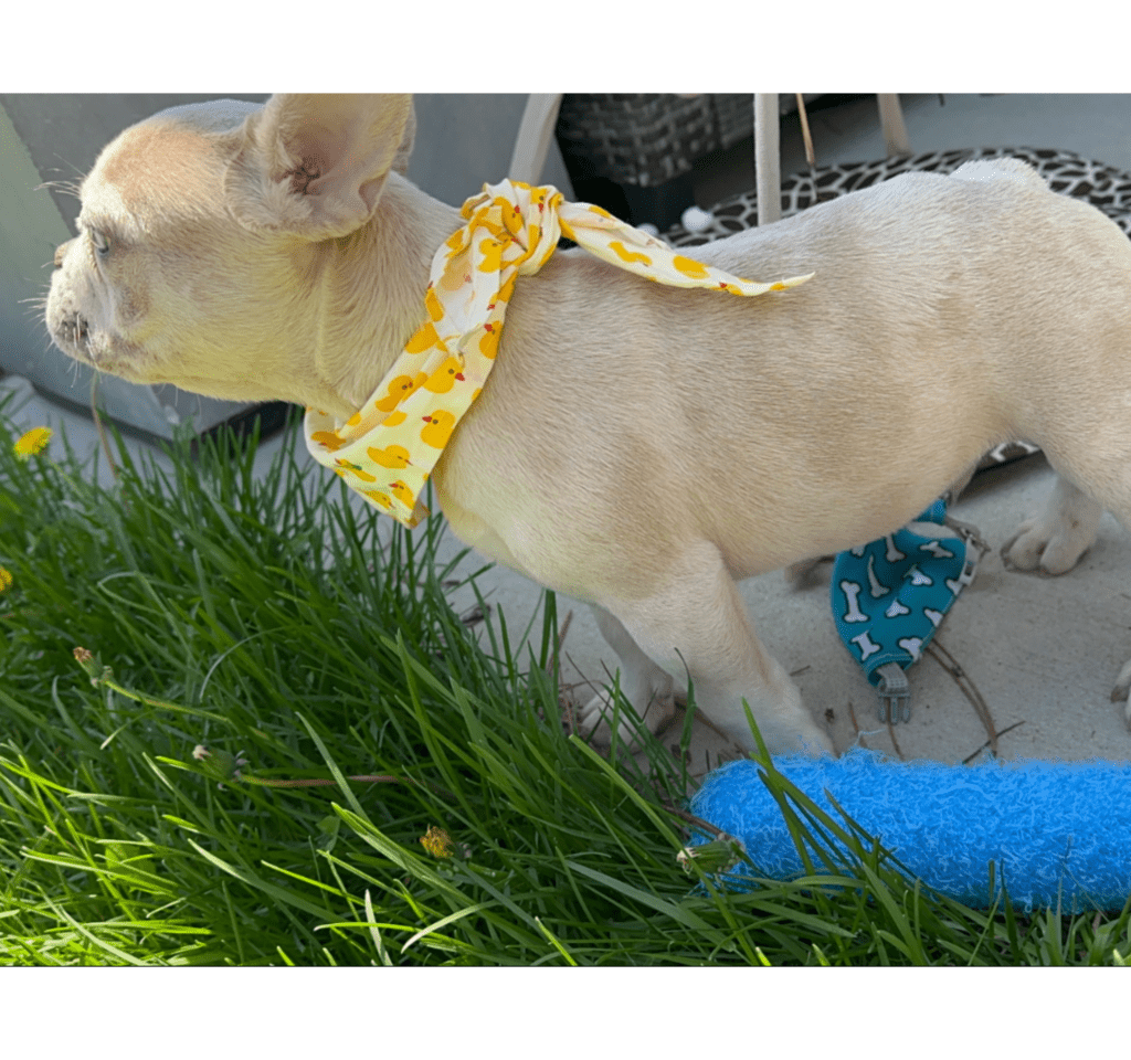 Sanford Lilac Fawn Merle French Bulldog Male | Born March 2nd 2023