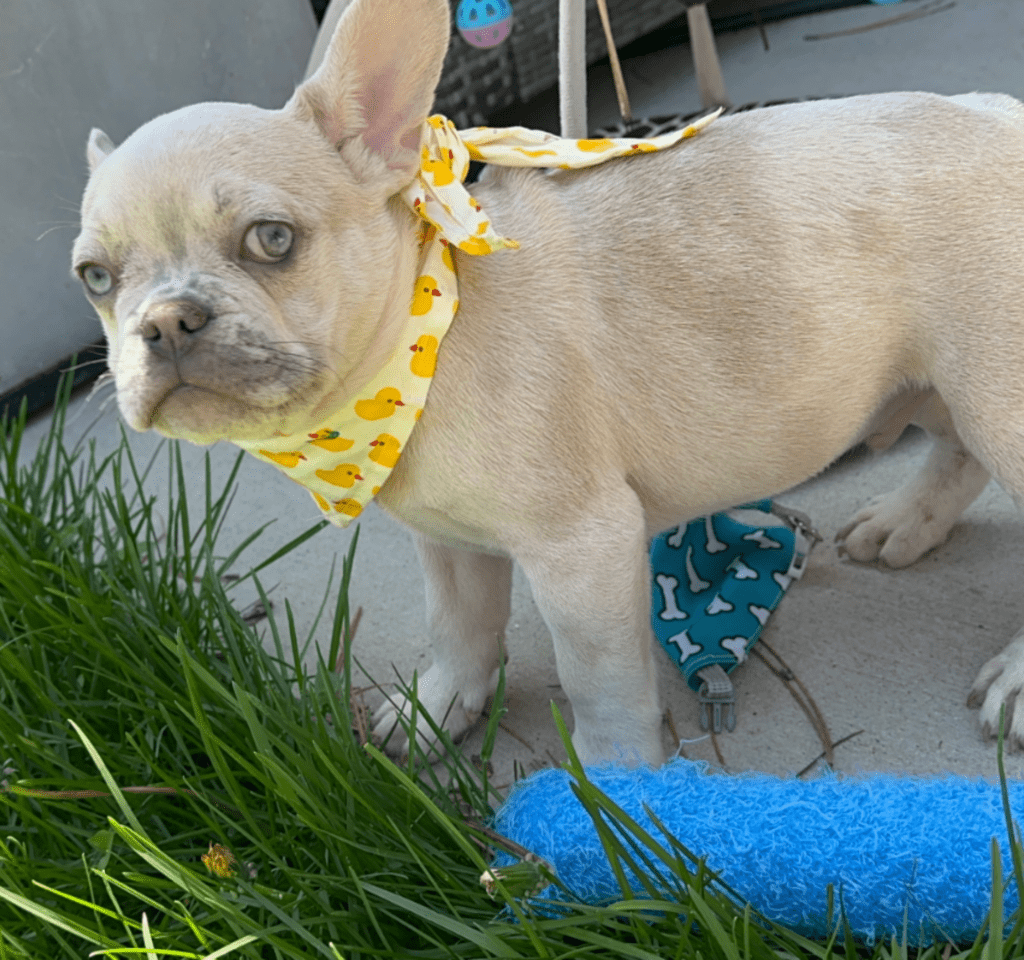 Sanford Lilac Fawn Merle French Bulldog Male | Born March 2nd 2023