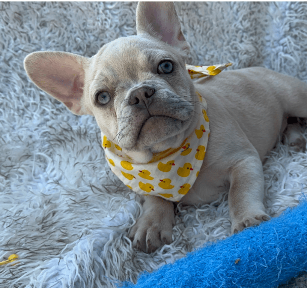 Sanford Lilac Fawn Merle French Bulldog Male | Born March 2nd 2023