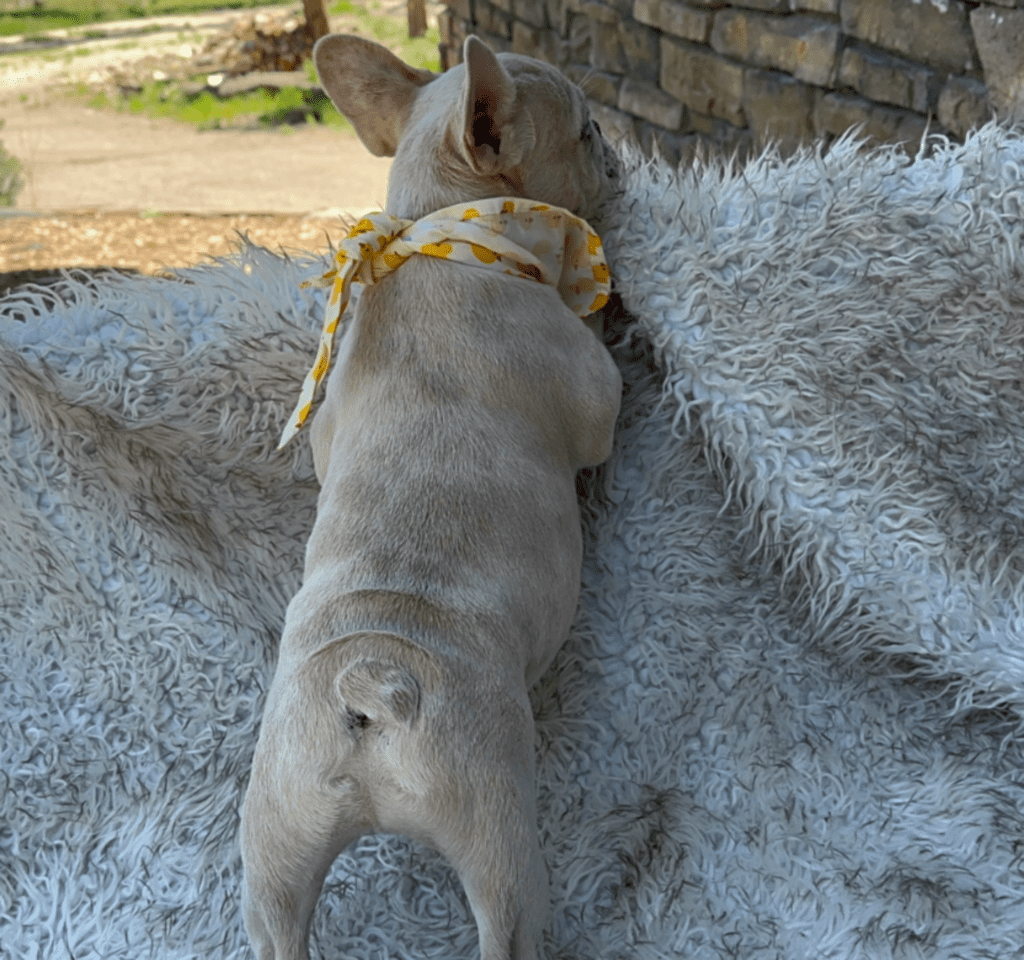 Sanford Lilac Fawn Merle French Bulldog Male | Born March 2nd 2023