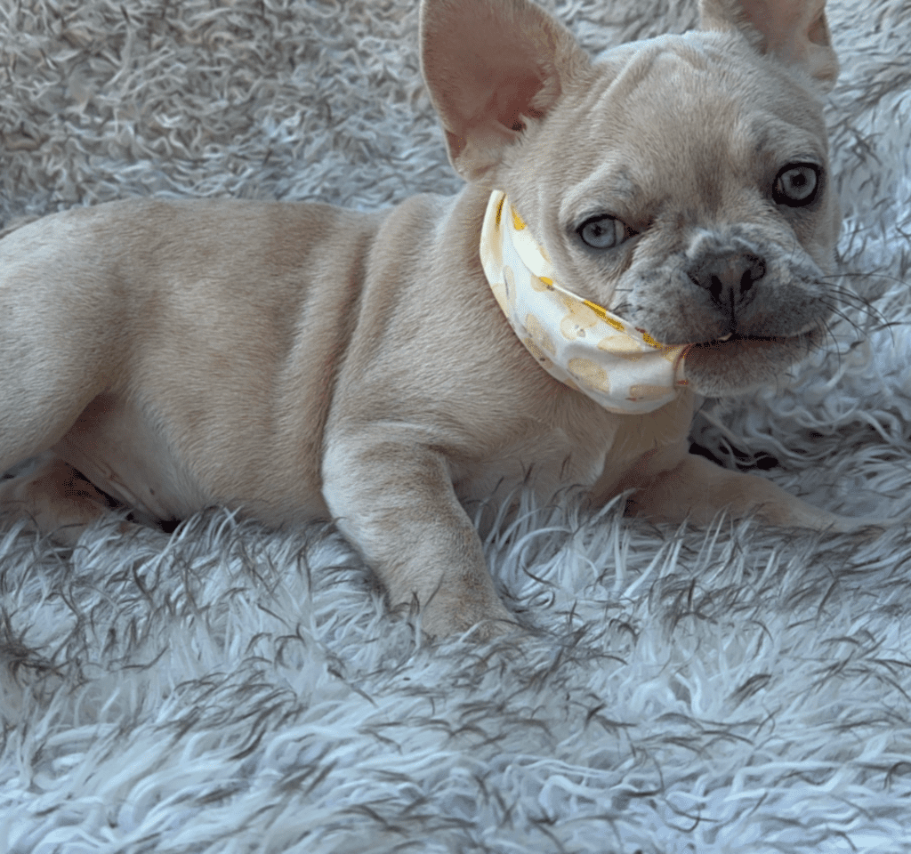 Sanford Lilac Fawn Merle French Bulldog Male | Born March 2nd 2023
