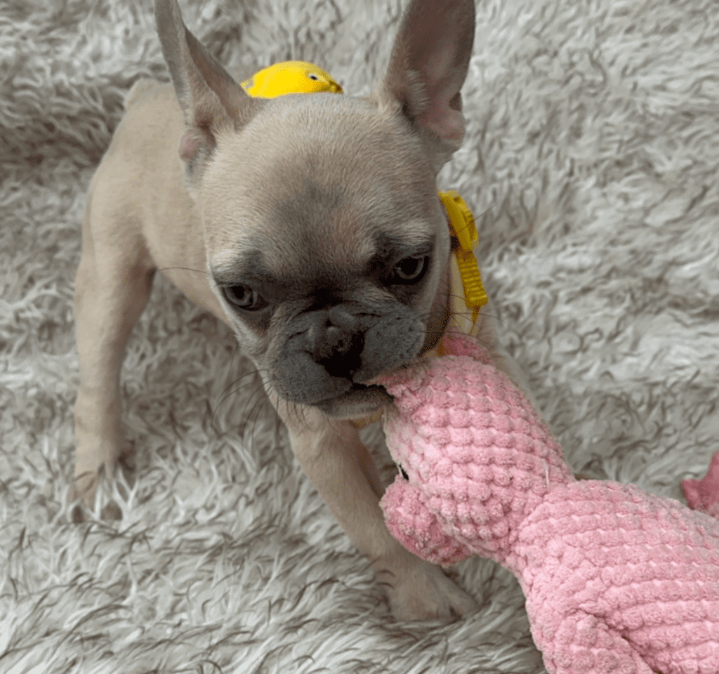 Sedona Lilac Fawn French Bulldog Female | Born March 2nd 2023