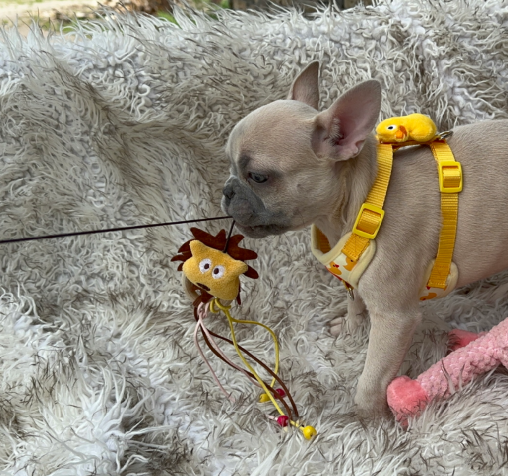 Sedona Lilac Fawn French Bulldog Female | Born March 2nd 2023