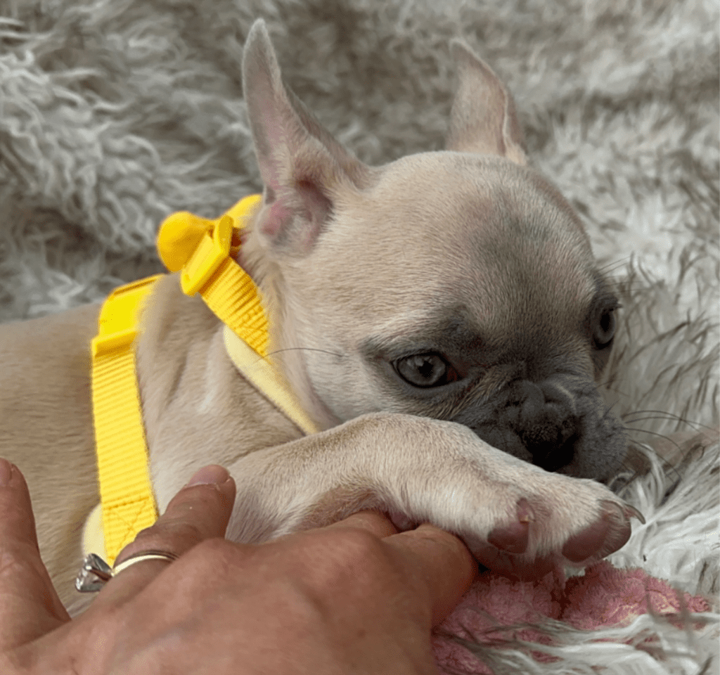 Sedona Lilac Fawn French Bulldog Female | Born March 2nd 2023