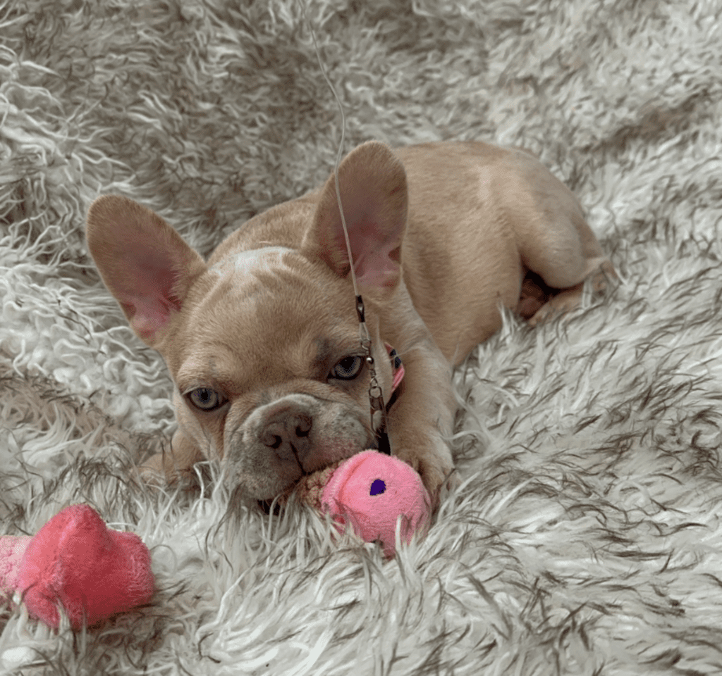 Savannah Lilac Fawn Merle French Bulldog Female | Born March 2nd 2023