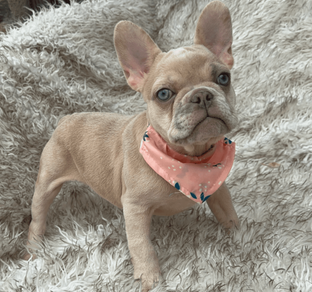 Savannah Lilac Fawn Merle French Bulldog Female | Born March 2nd 2023