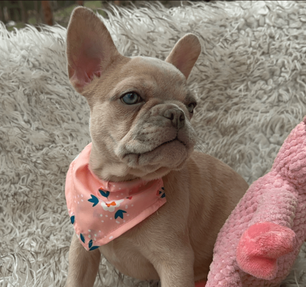 Savannah Lilac Fawn Merle French Bulldog Female | Born March 2nd 2023