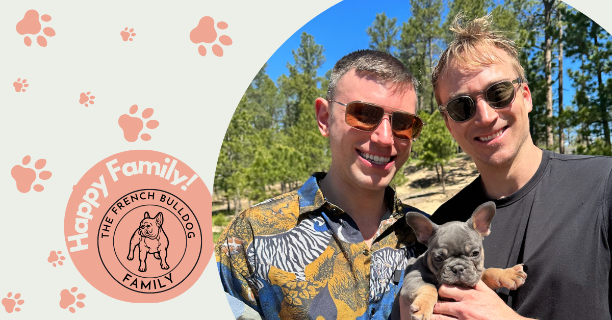 Fargo | Blue & Tan French Bulldog Male | Adopted