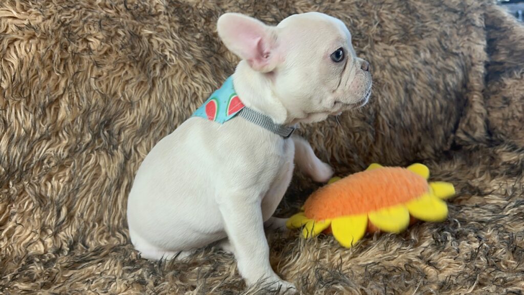 Sonoma Platinum French Bulldog Female | Born March 2nd 2023