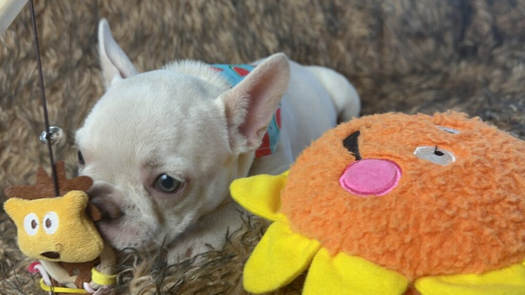 Sonoma Platinum French Bulldog Female | Born March 2nd 2023