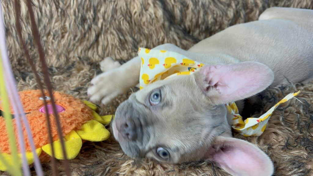 Rush | Lilac Fawn French Bulldog Male | Born February 27th 2023 |