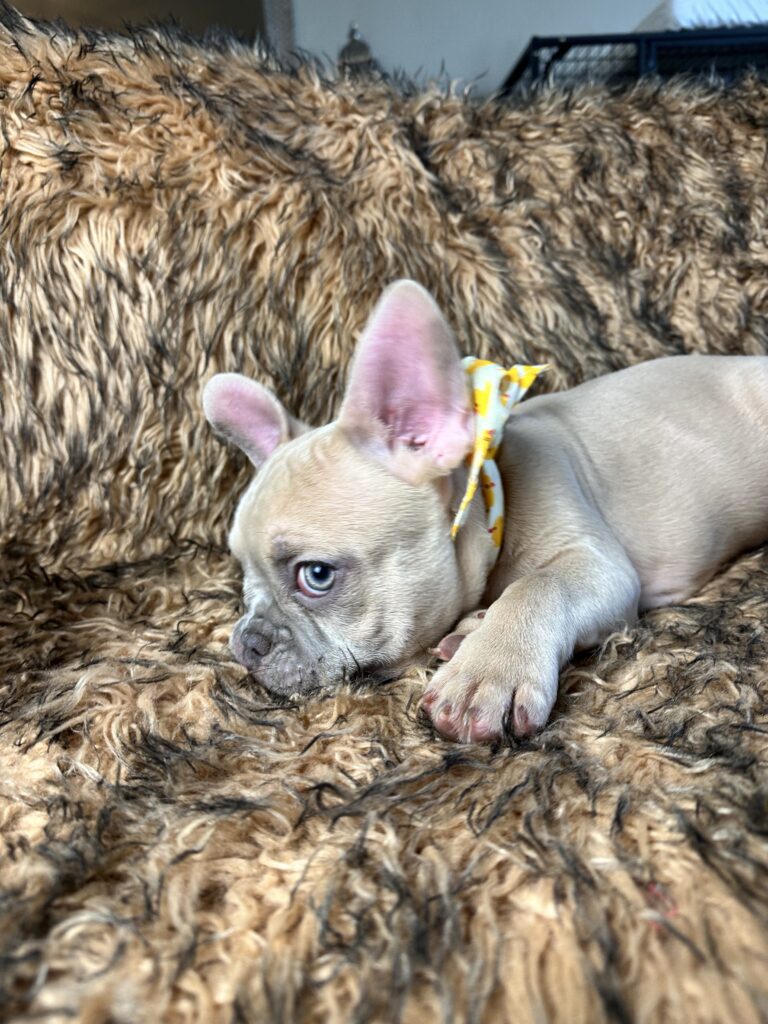 Rush | Lilac Fawn French Bulldog Male | Born February 27th 2023 |
