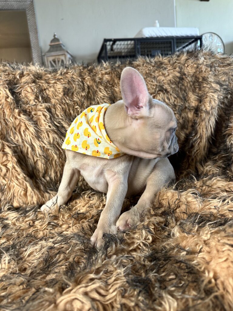Rush | Lilac Fawn French Bulldog Male | Born February 27th 2023 |