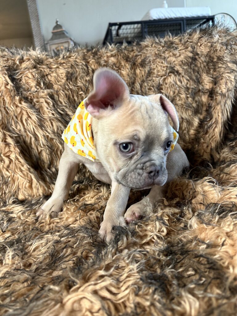 Rush | Lilac Fawn French Bulldog Male | Born February 27th 2023 |