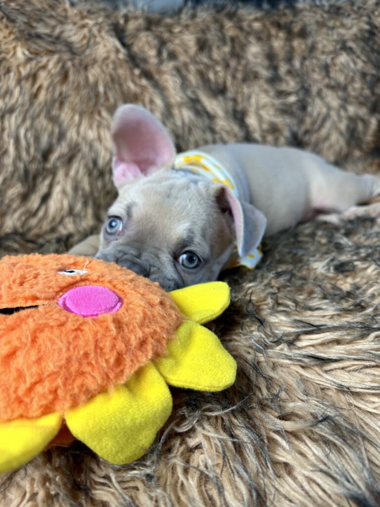 Rush | Lilac Fawn French Bulldog Male | Born February 27th 2023 |