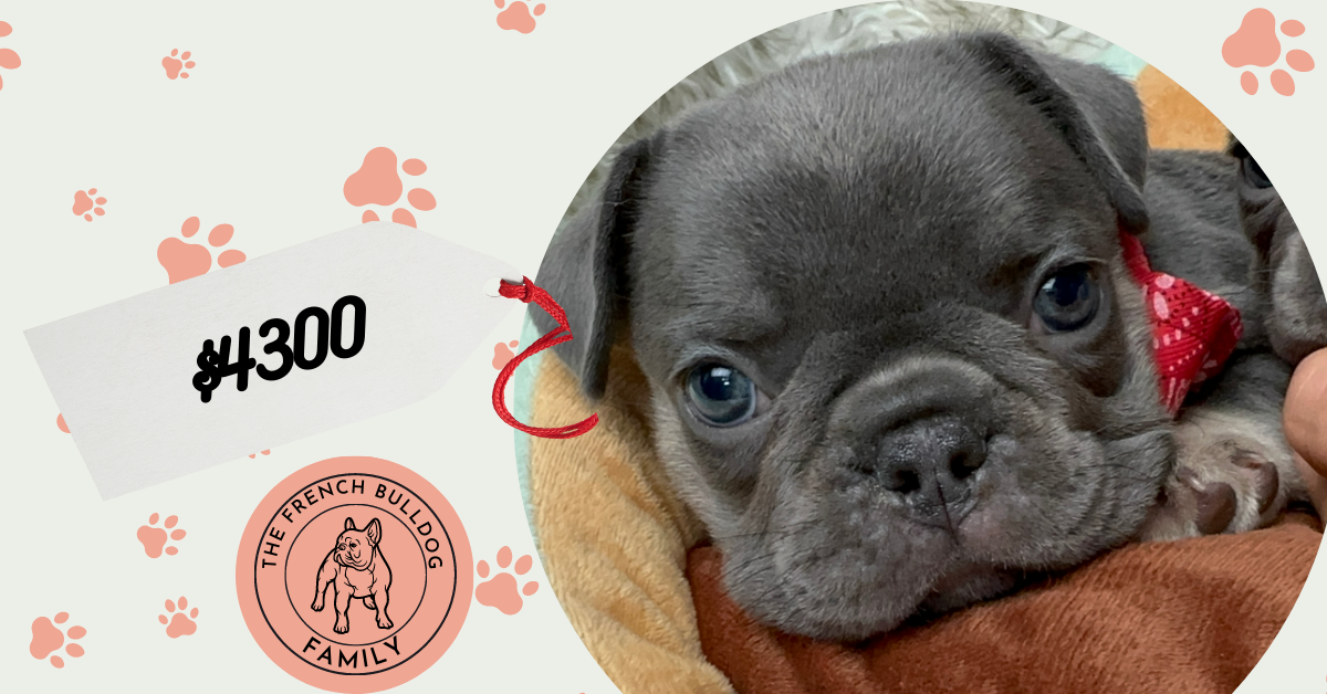 Fargo | Blue & Tan French Bulldog Male | Available June 19, 2023 ​