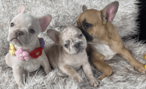 Frenchie Friday May 5, 2023