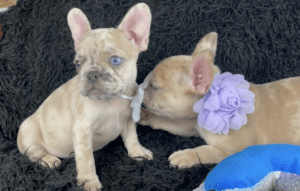 Frenchie Friday May 5, 2023