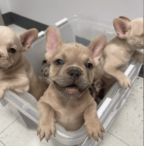 Frenchie Friday May 5, 2023