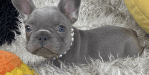 Frenchie Friday May 5, 2023