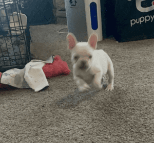 Frenchie Friday May 5, 2023