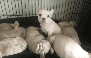 Frenchie Friday May 12, 2023