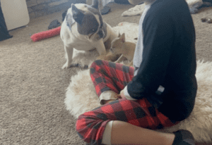 Frenchie Friday May 5, 2023
