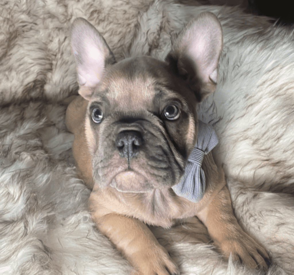 Zeus Blue Fawn French Bulldog Male | Ready May 17th, 2023