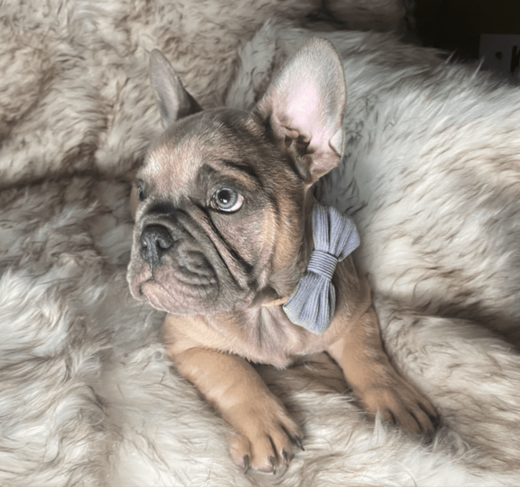 Zeus Blue Fawn French Bulldog Male | Ready May 17th, 2023