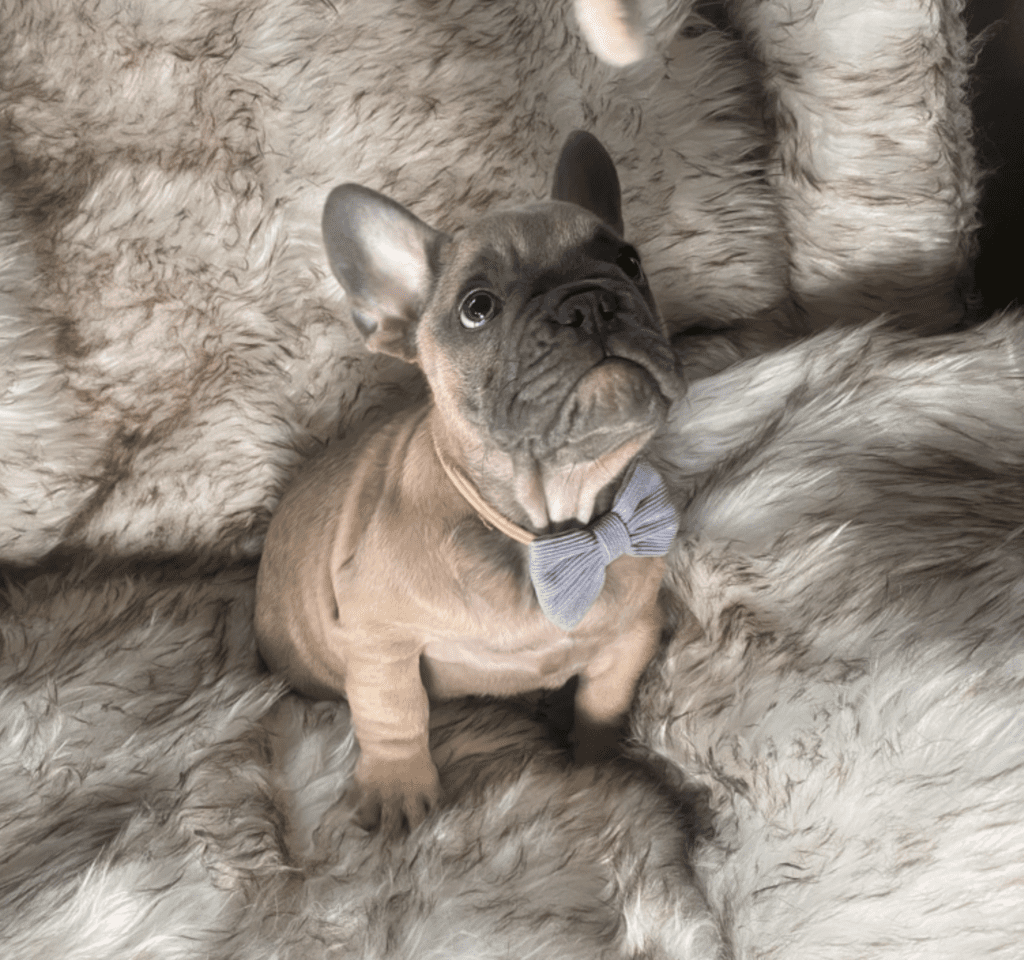 Zeus Blue Fawn French Bulldog Male | Ready May 17th, 2023