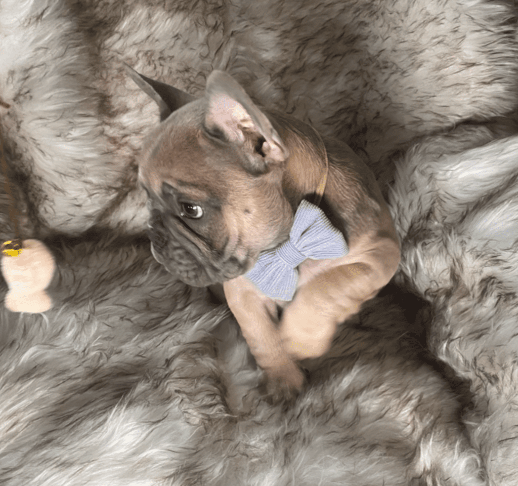 Zeus Blue Fawn French Bulldog Male | Ready May 17th, 2023