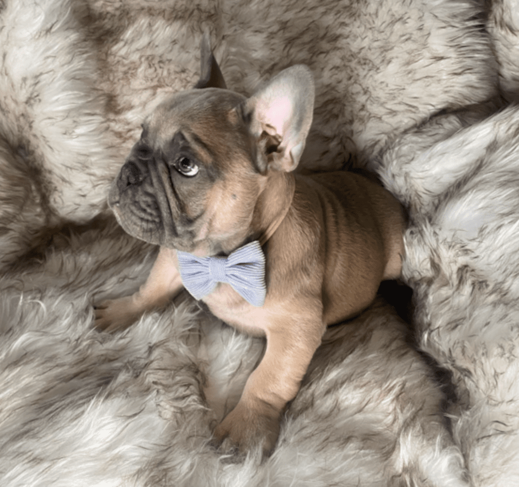 Zeus Blue Fawn French Bulldog Male | Ready May 17th, 2023