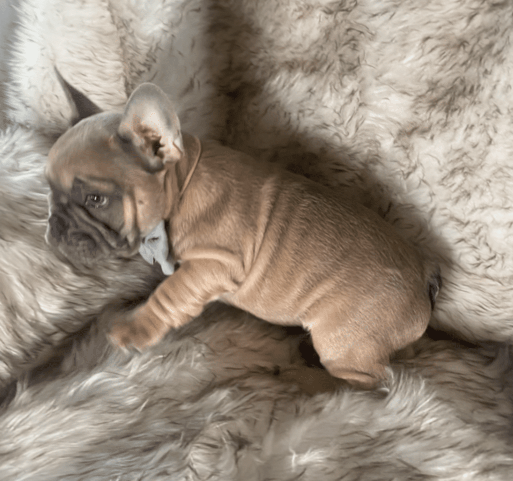 Zeus Blue Fawn French Bulldog Male | Ready May 17th, 2023