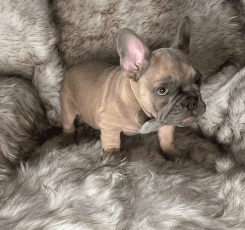 Zeus Blue Fawn French Bulldog Male | Ready May 17th, 2023