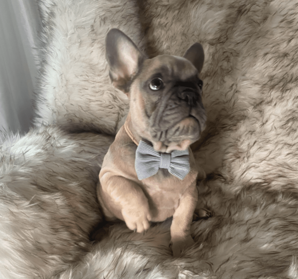 Zeus Blue Fawn French Bulldog Male | Ready May 17th, 2023