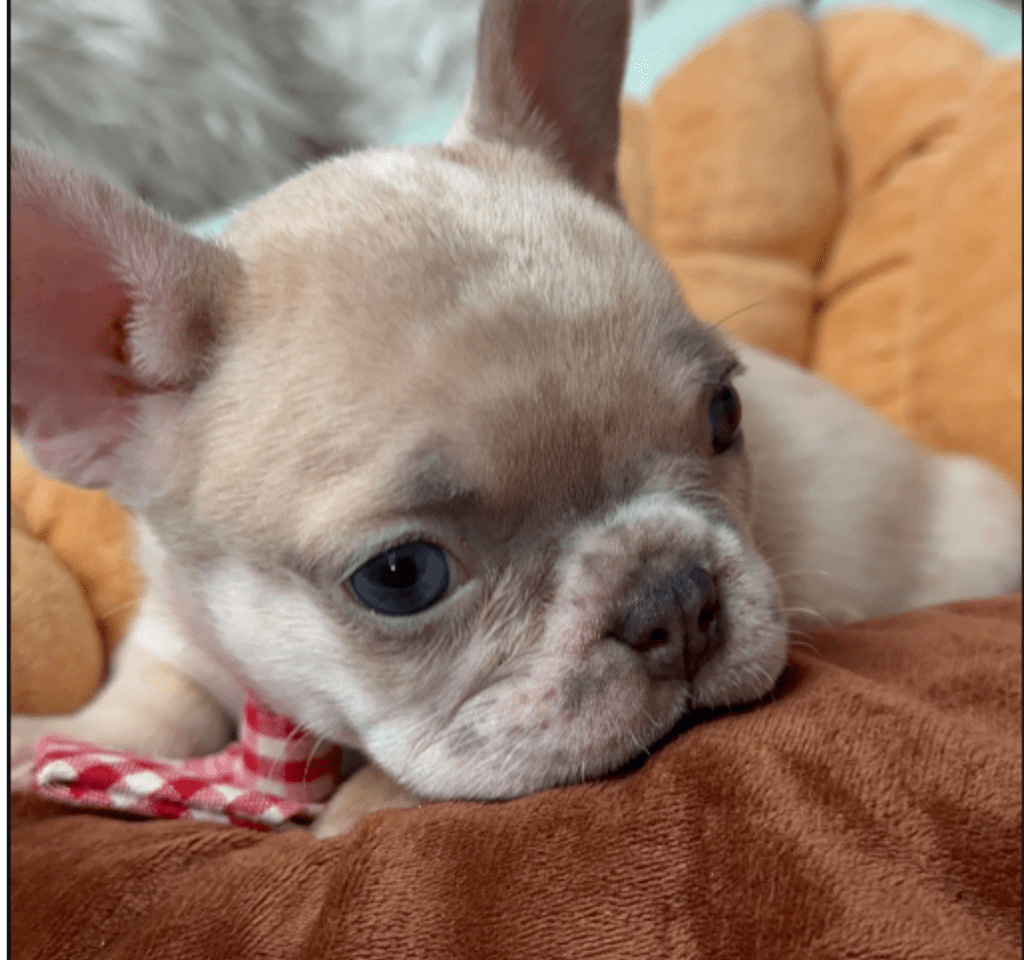 Freckles | Blue Fawn Merle French Bulldog Male | Available June 19th, 2023