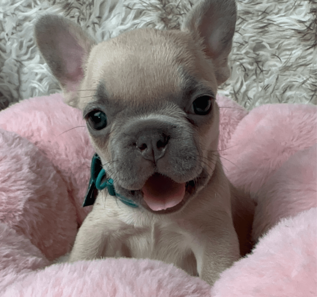 Foxy | Blue Fawn French Bulldog Female | Available June 19th, 2023