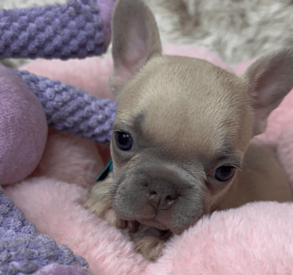 Foxy | Blue Fawn French Bulldog Female | Available June 19th, 2023