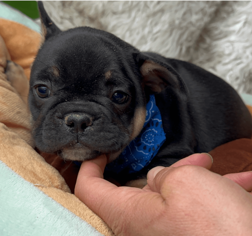 Hulk Black and Tan French Bulldog Male | Born April 27th, 2023