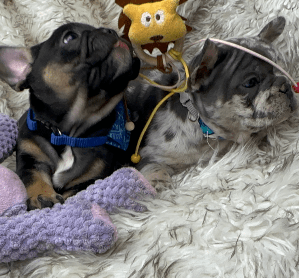 Hulk Black and Tan French Bulldog Male | Born April 27th, 2023