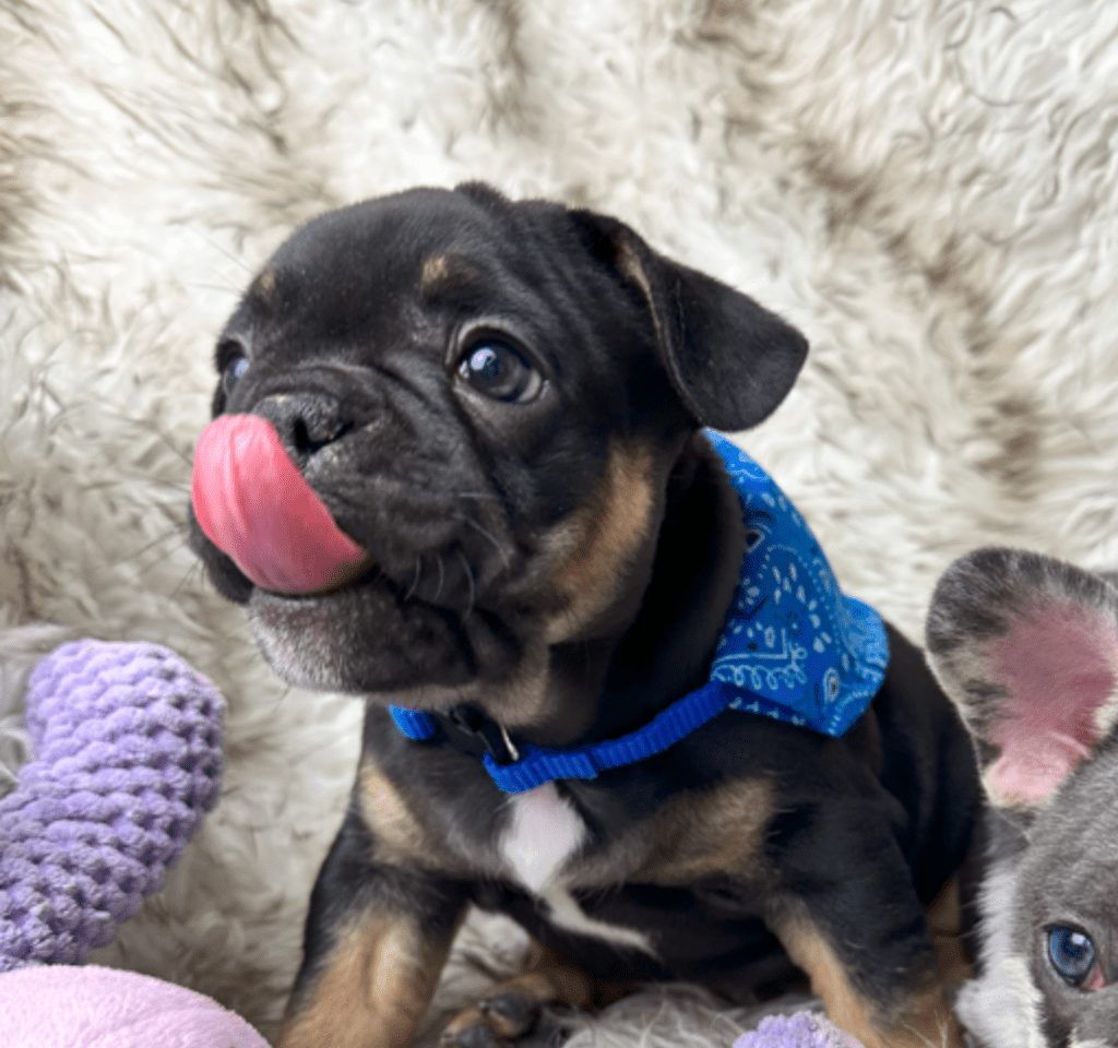 Hulk Black and Tan French Bulldog Male | Born April 27th, 2023